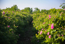 روستای فرُخد؛ مهد گل محمدی خراسان