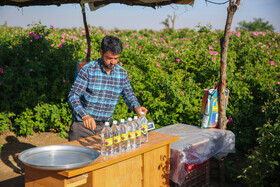 روستای فرُخد؛ مهد گل محمدی خراسان