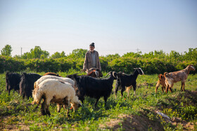 روستای فرُخد؛ مهد گل محمدی خراسان