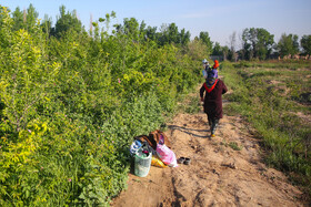 روستای فرُخد؛ مهد گل محمدی خراسان