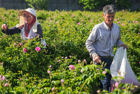 روستای فرُخد؛ مهد گل محمدی خراسان