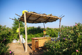 روستای فرُخد؛ مهد گل محمدی خراسان