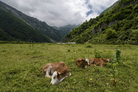 دشت دریاسر در تنکابن - استان مازندران