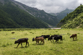 دشت دریاسر در تنکابن - استان مازندران