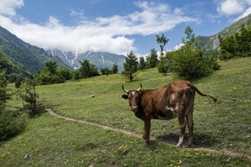 دشت دریاسر در تنکابن - استان مازندران