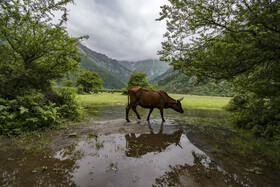 دشت دریاسر در تنکابن - استان مازندران