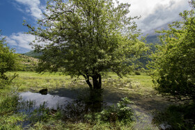 دشت دریاسر در تنکابن - استان مازندران