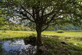 دشت دریاسر در تنکابن - استان مازندران