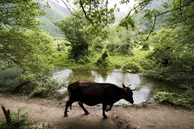 دشت دریاسر در تنکابن - استان مازندران