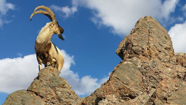 عکس تزئینی است ایجاد محیط امن برای زیست قوچ مینیاتوری لامرد