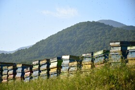 زنبورستان های آستارا - ارتفاعات کوهستانی گردنه حیران