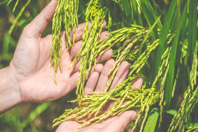 نخستین استفاده از «کریسپر» برای افزایش فتوسنتز نخستین استفاده از «کریسپر» برای افزایش فتوسنتز