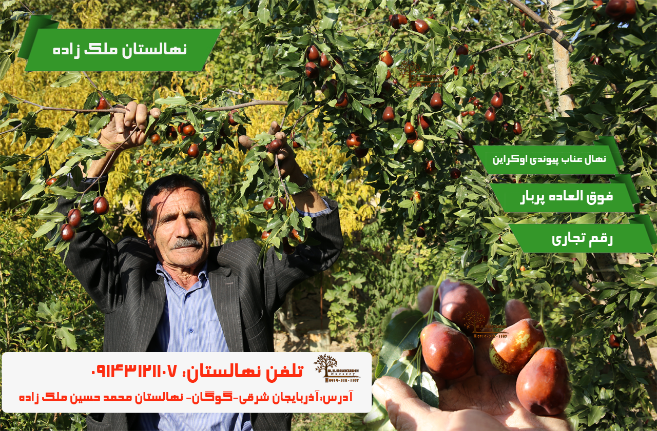 فروش نهال گلدانی میوه، بادام و گردو در یکی از بزرگترین نهالستانهای ایران