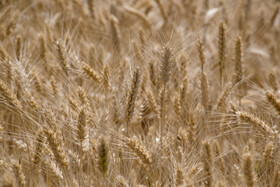 برداشت گندم از مزارع استان گلستان