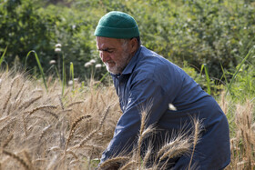 برداشت گندم از مزارع استان گلستان