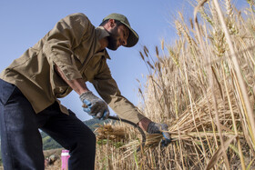 برداشت گندم از مزارع استان گلستان