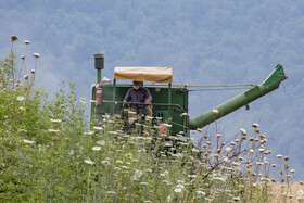 برداشت گندم از مزارع استان گلستان