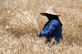 برداشت گندم از مزارع استان گلستان