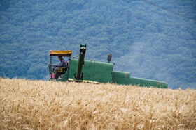 برداشت گندم از مزارع استان گلستان