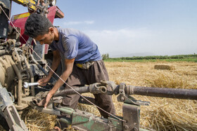 برداشت گندم از مزارع استان گلستان