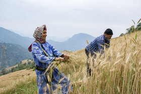 برداشت گندم از مزارع استان گلستان