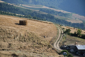 برداشت گندم از مزارع استان گلستان