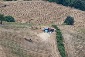 برداشت گندم از مزارع استان گلستان