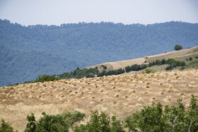 برداشت گندم از مزارع استان گلستان