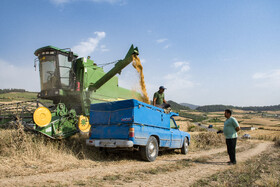 برداشت گندم از مزارع استان گلستان