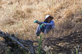 برداشت گندم از مزارع استان گلستان