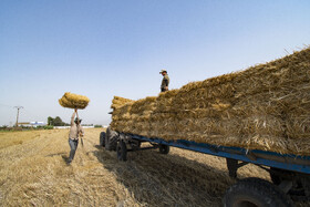 برداشت گندم از مزارع استان گلستان