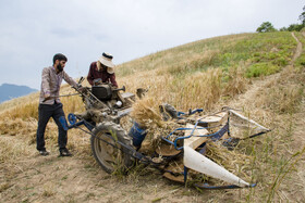 برداشت گندم از مزارع استان گلستان