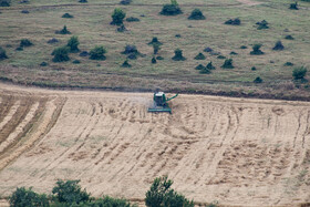 برداشت گندم از مزارع استان گلستان
