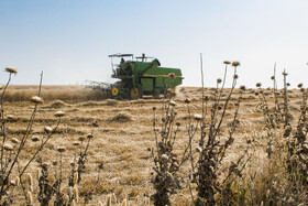 برداشت گندم از مزارع استان گلستان