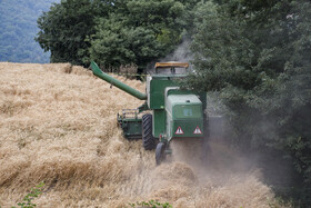 برداشت گندم از مزارع استان گلستان