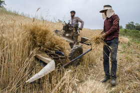 برداشت گندم از مزارع استان گلستان