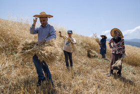 برداشت گندم از مزارع استان گلستان