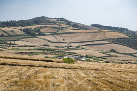 برداشت گندم از مزارع استان گلستان