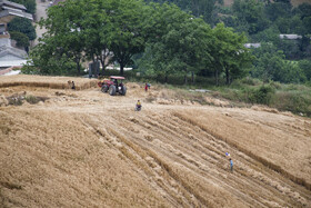 برداشت گندم از مزارع استان گلستان