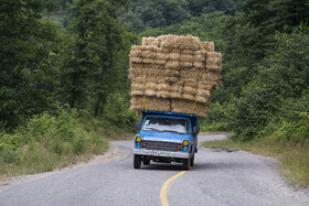 برداشت گندم از مزارع استان گلستان