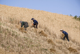 برداشت گندم از مزارع استان گلستان