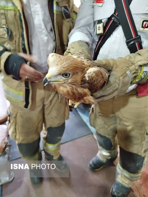 مار فوق سمی در منطقه صنعتی خرمدشت زندهگیری شد