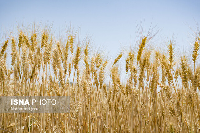 امنیت غذایی از اولویتهای مهم دولت شهید رئیسی بود