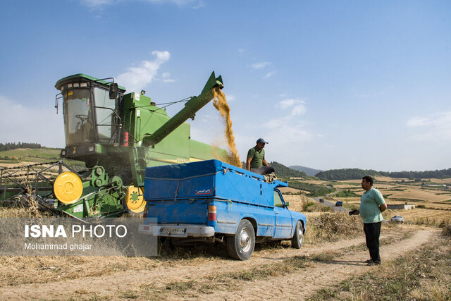 خرید ۷۸ هزار تن گندم از کشاورزان لرستانی خرید ۷۸ هزار تن گندم از کشاورزان لرستانی