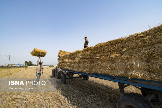 گندم، طلای زرد دشتهای استان زنجان