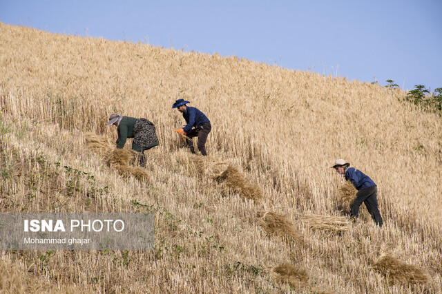 خرید گندم در لرستان از مرز ۱۰۰ هزار تن گذشت خرید گندم در لرستان از مرز ۱۰۰ هزار تن گذشت