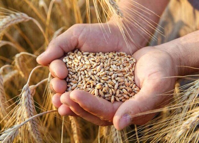 امسال خرید تضمینی گندم در کرمانشاه به ۸۵۰ هزار تن می‌رسد