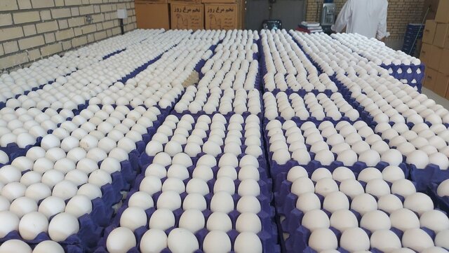 رشد ظرفیت تولید تخم مرغ در سیستان و بلوچستان