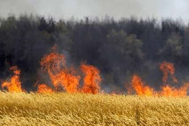 آتش سوزی مزارع گندم از دغدغه های این محصول در زمان فصل برداشت
