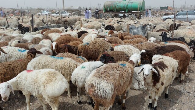 مراقب بیماریهای مشترک دام و انسان هنگام ذبح باشید مراقب بیماریهای مشترک دام و انسان هنگام ذبح باشید